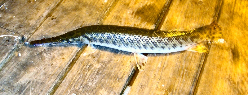 Aligator Gar