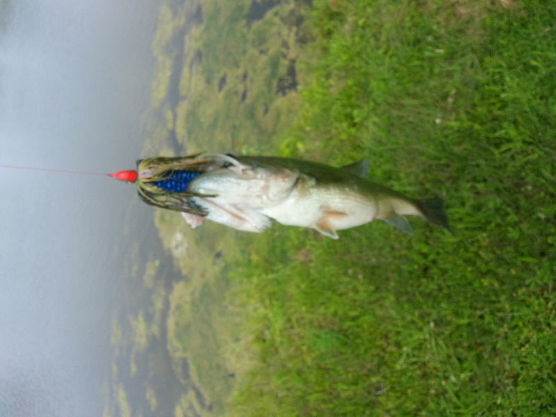 nice lil bass 