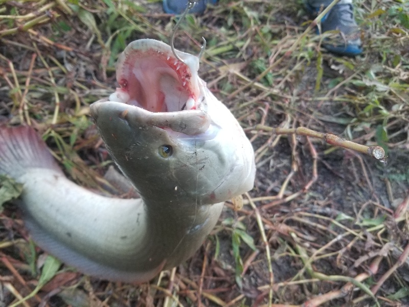 Spawning Bowfin