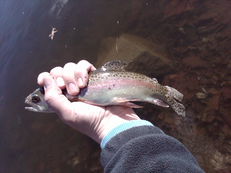 Rainbow Trout