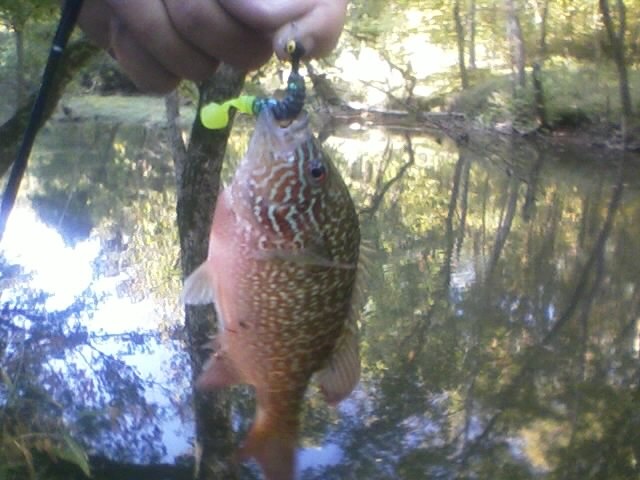 Beautiful sun fish