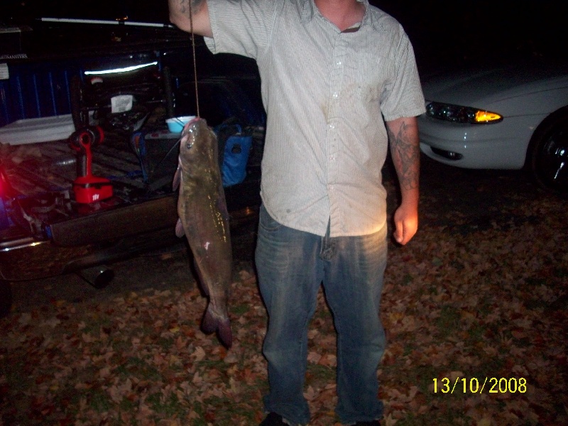 15 pound cat