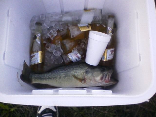 Alcoholic fish