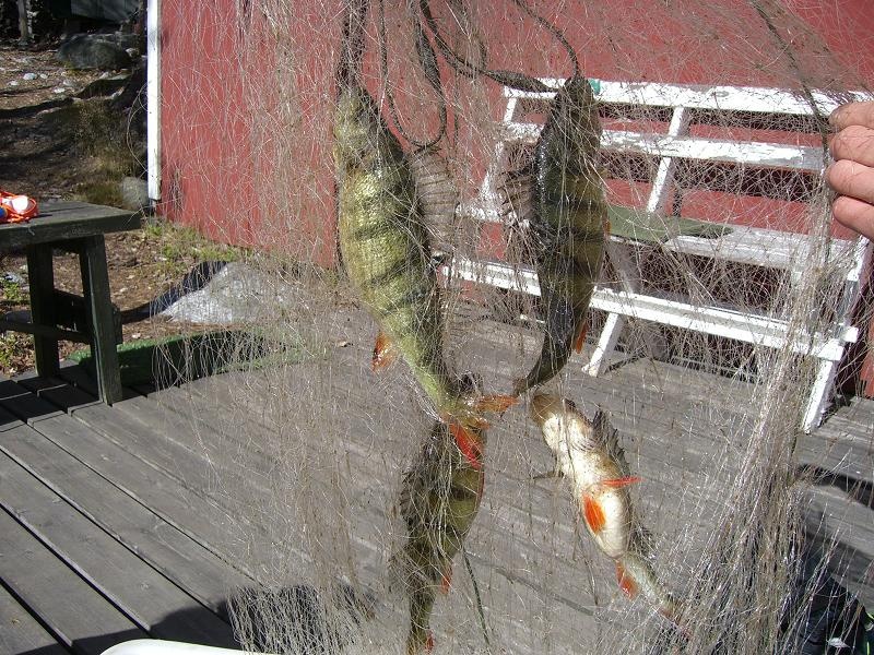 Swedish Perch