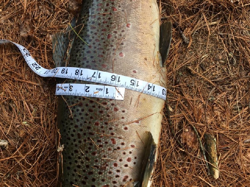My Sons Brown from Today 