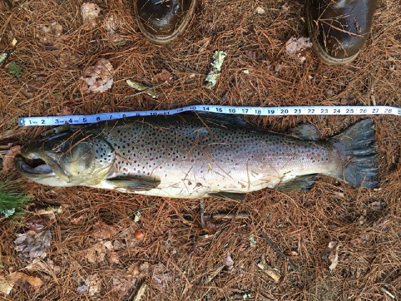 My Sons Brown from Today