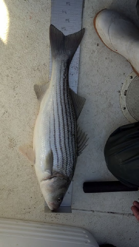 Delaware bay ~short~