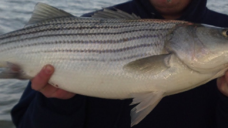 Delaware Bay