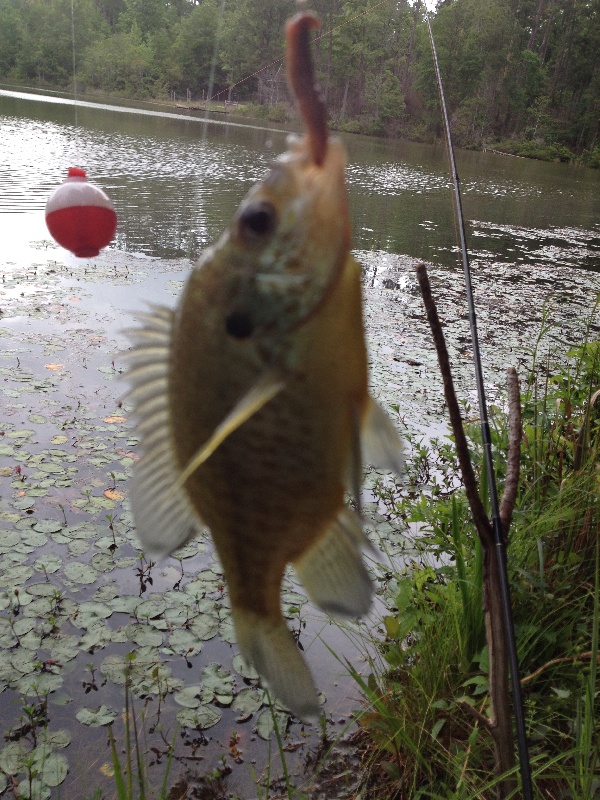 Woodville fishing photo 4