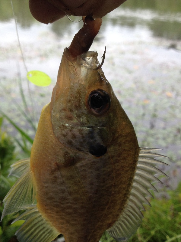 Chester fishing photo 5