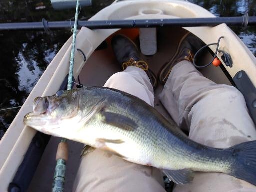 Flan 4.5 lber, ribbit frog