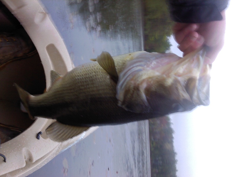 Rainy day 5lber, frog