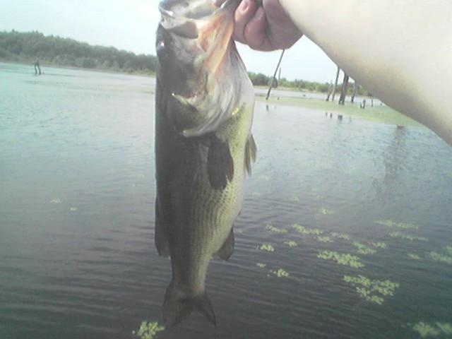 5 LB